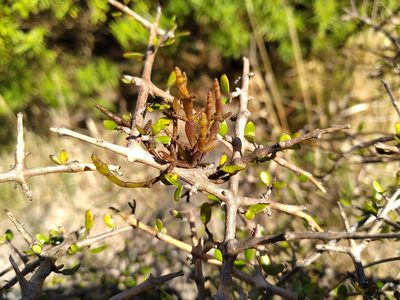 Dendrophthora clavata, photographed by Leon Perrie