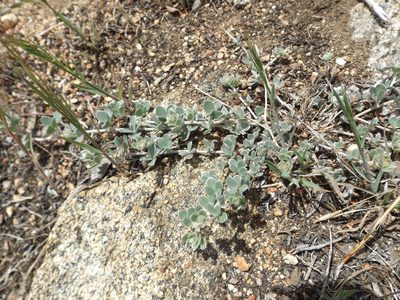 Acmispon argophyllus, photographed by Amy