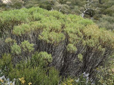 Ericameria parishii, photographed by Amy