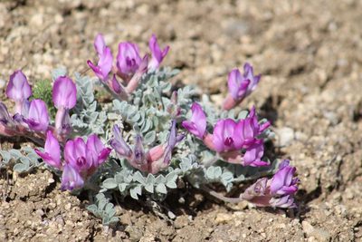 Astragalus utahensis, photographed by Hunter Hickok