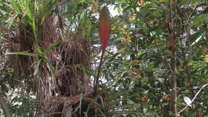Tillandsia lampropoda, photographed by maryury