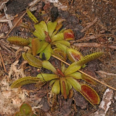 Dionaea muscipula, photographed by Judy Gallagher