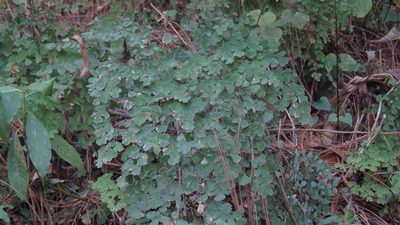 Adiantum andicola, photographed by maryury