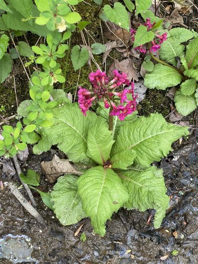 Primula japonica, photographed by gwt2102