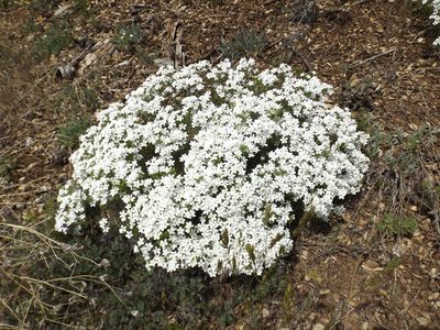 Leptosiphon floribundus, photographed by Amy