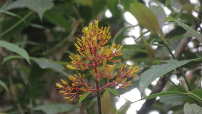 Palicourea padifolia, photographed by maryury