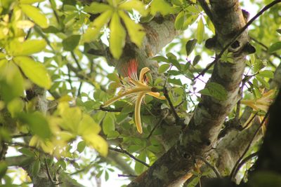 Pachira aquatica, photographed by Obed Palagot Echavarria