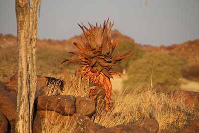 Aloe littoralis, photographed by Tony Rebelo