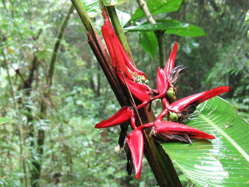 Heliconia secunda, photographed by Lena Struwe