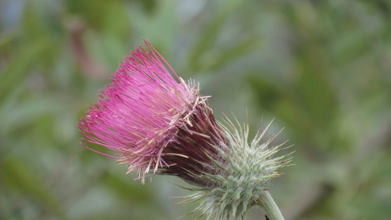 Cirsium subcoriaceum, photographed by maryury