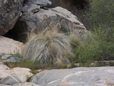 Muhlenbergia rigens, photographed by Amy