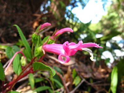 Centropogon gutierrezii, photographed by Lena Struwe