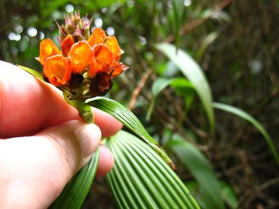 Elleanthus aurantiacus, photographed by Lena Struwe