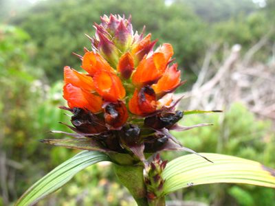 Elleanthus aurantiacus, photographed by Lena Struwe