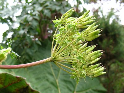 Myrrhidendron donnellsmithii, photographed by Lena Struwe