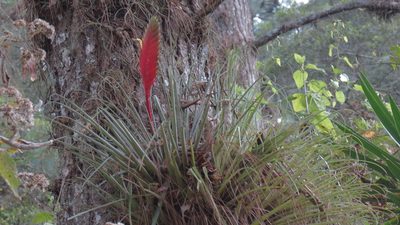 Tillandsia lampropoda, photographed by maryury