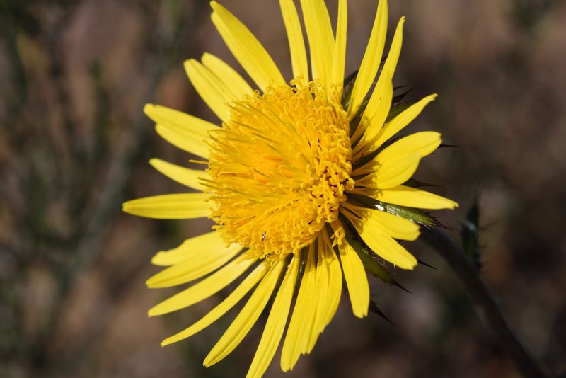 Berkheya decurrens, photographed by Andrew Gillespie