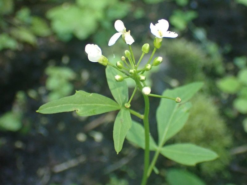 Cardamine angulata, photographed by giantcicada