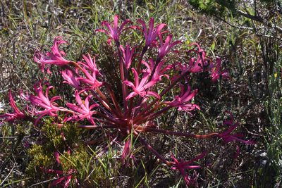 Brunsvigia gregaria, photographed by Andrew Gillespie