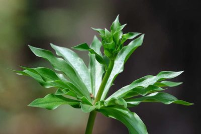 Lilium humboldtii, photographed by Shawn O'Donnell