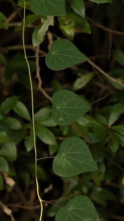 Cyclea barbata, photographed by portioid