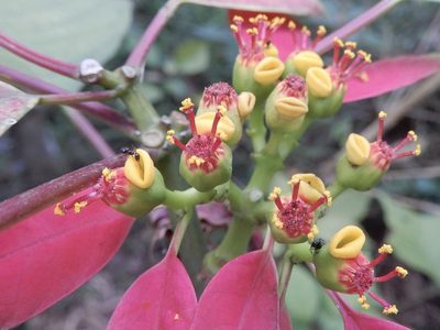 Euphorbia pulcherrima, photographed by Seema Merchant