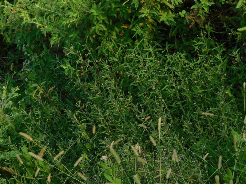 Lippia stoechadifolia, photographed by Jade Fortnash