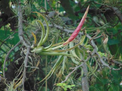 Tillandsia achyrostachys, photographed by Jose Antonio Aranda Pineda