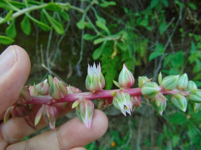 Echeveria waltheri, photographed by Jose Antonio Aranda Pineda