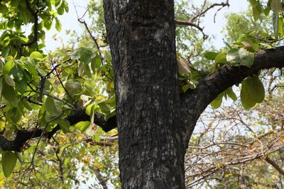 Diospyros melanoxylon, photographed by Dinesh Valke