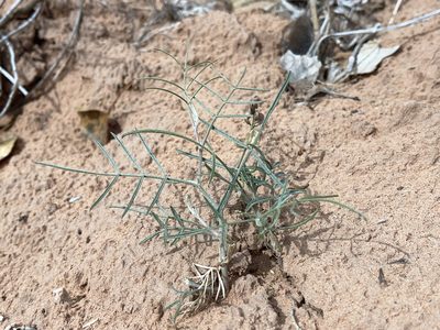 Astragalus ceramicus, photographed by Robbie Hannawacker