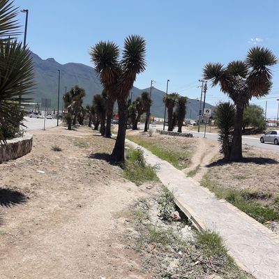 Yucca filifera, photographed by José Gerardo Velasco
