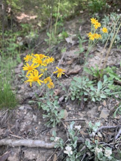 Packera antennariifolia, photographed by Jacob Malcom
