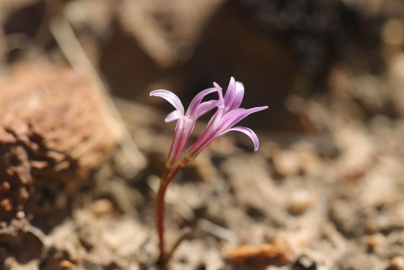 Lachenalia corymbosa, photographed by Cecile Roux