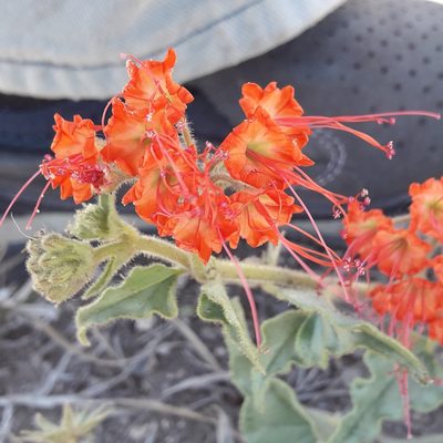 Nyctaginia capitata, photographed by José Gerardo Velasco