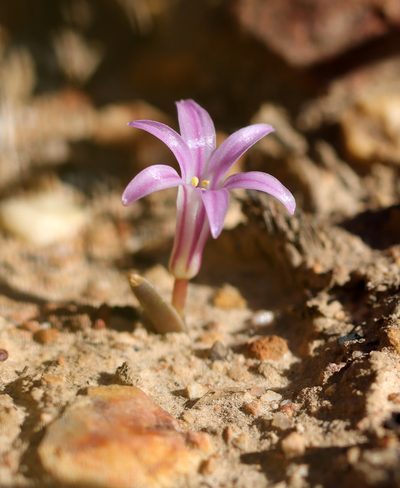 Lachenalia corymbosa, photographed by Cecile Roux