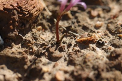 Lachenalia corymbosa, photographed by Cecile Roux