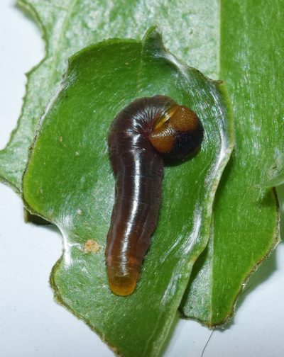 Dioscorea cotinifolia, photographed by Sunčana Bradley