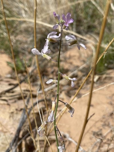 Boechera formosa, photographed by Robbie Hannawacker