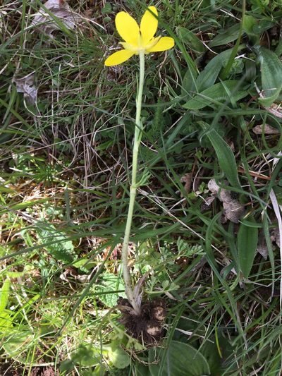 Ranunculus millefoliatus, photographed by Mirko Ubović