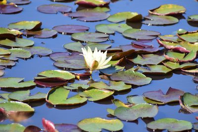 Nymphaea mexicana, photographed by Sunčana Bradley