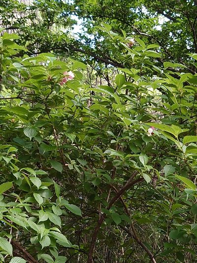 Weigela coraeensis, photographed by WATANABE Hitoshi 渡辺仁