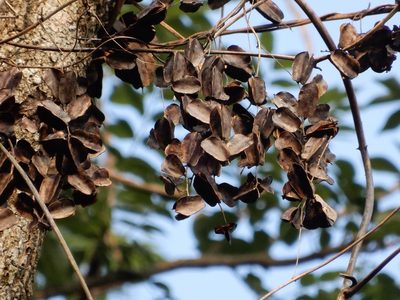 Dioscorea pentaphylla, photographed by Seema Merchant
