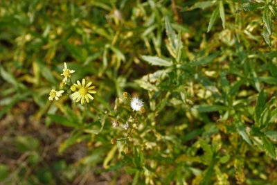 Senecio pinnatifolius, photographed by Rod Lowther