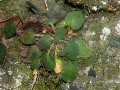 Viola diffusa, photographed by Jacy Chen