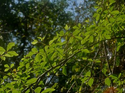 Eleutherococcus trifoliatus, photographed by Jacy Chen