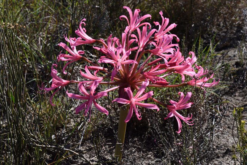 Brunsvigia gregaria, photographed by Andrew Gillespie