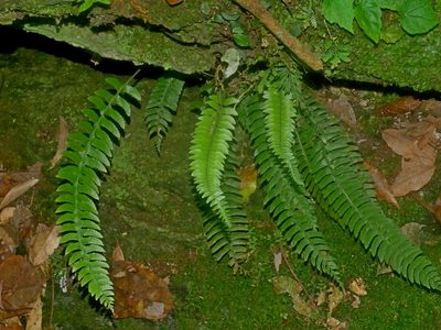 Polystichum acutidens, photographed by Jacy Chen