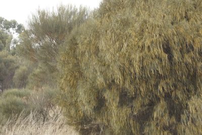 Allocasuarina verticillata, photographed by Rod Lowther