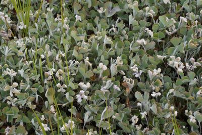 Marsilea drummondii, photographed by Rod Lowther